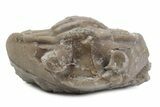 Bargain, Asaphus Ingrianus Trilobite - Russia #363205-1